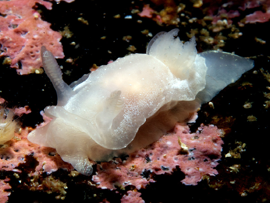  Goniodoris nodosa (Sea Slug)